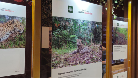 Bakti Lingkungan Djarum Foundation (BLDF) bersama Yayasan SINTAS Indonesia dan Kementerian Kehutanan bersinergi menghadirkan survei populasi Macan Tutul Jawa, Java-Wide Leopard Survey (JWLS). Foto: kumparan