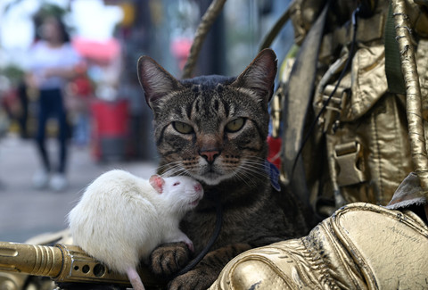 Hewan peliharaan seniman jalanan Kolombia Oscar Giraldo, seekor kucing bernama Pereza dan seekor tikus bernama Luciana, terlihat sedang tampil bersamanya di sebuah jalan di Ibague, departemen Tolima, Kolombia, Rabu (6/5/2026). Foto: Raul Arboleda/AFP