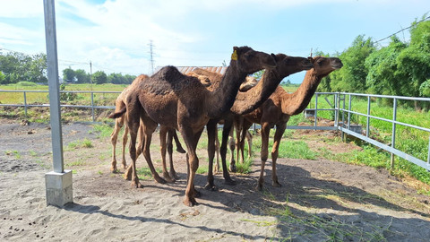 Pemilik Berkah Wafa Farm, Faisal Effendi memiliki unta sebanyak 32 ekor didatangkan langsung dari Australia sejak tahun 2025 kemarin. Foto: Dok. kumparan
