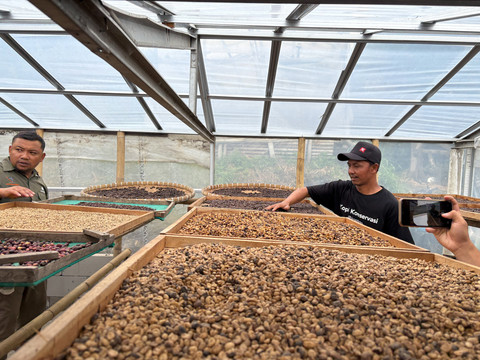 Budidaya kopi di Desa Gumuk, Boyolali  Foto: Gitario Vista Inasis/kumparan