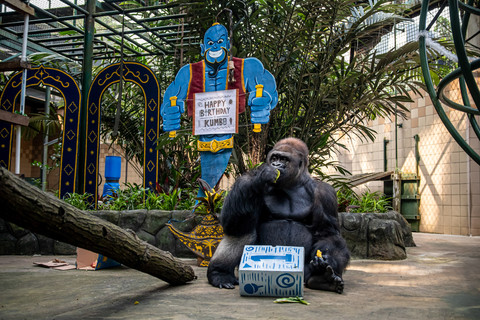 Gorila dataran rendah (Gorilla gorilla gorilla) bernama Kumbo memakan buah saat perayaan ulang tahunnya di Taman Margasatwa Ragunan, Jakarta, Minggu (10/5/2026). Foto: Rakha Raditya Yahya/ANTARA FOTO