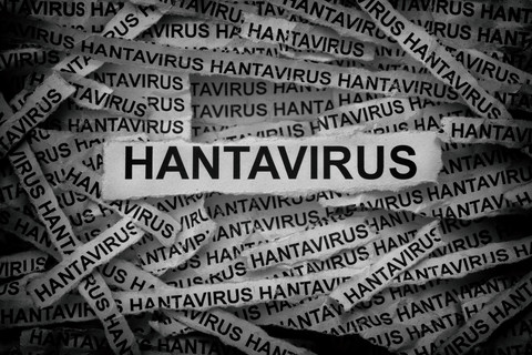 Ilustrasi Hantavirus. Foto: StepanPopov/Shutterstock
