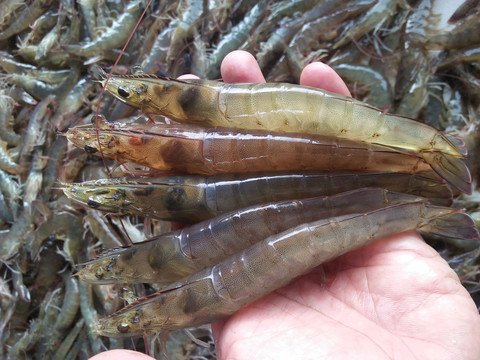 Ilustrasi udang. Foto: Dokumentasi pribadi