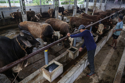 Pekerja mengecek kebutuhan pakan untuk sapi yang dijual di peternakan Berkah Beff Masjid Agung Semarang (MAS), Semarang, Jawa Tengah, Kamis (14/5/2026). Foto: Makna Zaezar/ANTARA FOTO
