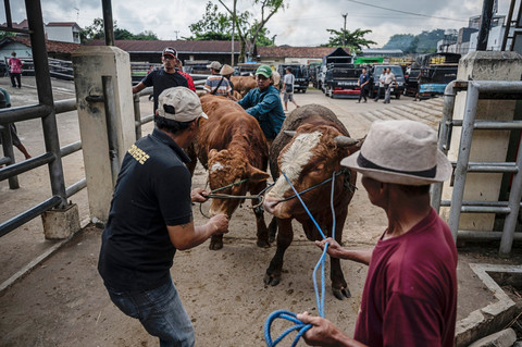 Pedagang menarik masuk sapinya usai melakukan pemeriksaan kesehatan hewan ternak di pasar penanggalan Jawa (Pasaran Pon), Pasar Hewan Ambarawa, Kabupaten Semarang, Jawa Tengah, Kamis (21/5/2026). Foto: Aprillio Akbar/ANTARA FOTO