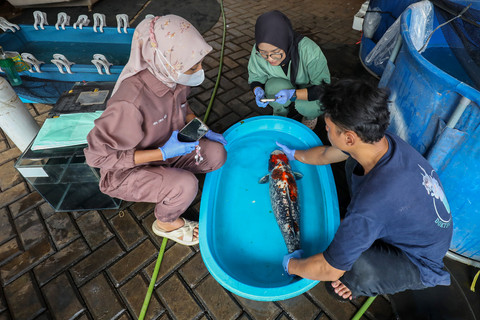 Suasana pengobatan ikan di dokter ikan drh. Citan di kawasan Bekasi pada Jumat (22/5/2026). Foto: Aditia Noviansyah/kumparan
