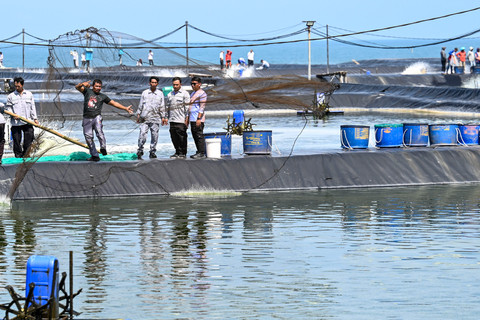 Petani tambak menjaring udang saat panen raya udang di lokasi Tambak Budidaya Udang Berbasis Kawasan (BUBK) Kebumen, Jawa Tengah, Sabtu (23/5/2026). Foto: Galih Pradipta/ANTARA FOTO