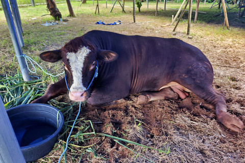 Sapi kurban milik Kementerian Pekerjaan Umum di tempat penampungan hewan kurban Masjid Istiqlal, Jakarta, tiga hari menjelang Hari Raya Iduladha 1447, Minggu (24/5/2026) siang. Foto: Aditya Nugraha/kumparan