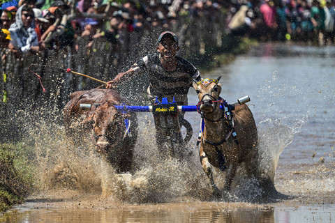 Seorang peserta mengendarai kereta yang ditarik oleh dua ekor sapi saat mengikuti tradisi balap sapi Karapan Sapi Brujul di Probolinggo, Provinsi Jawa Timur, Minggu (24/5/2026). Foto: Juni Kriswanto/AFP