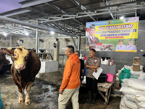 Sapi Simmental bernama Jaguar dengan bobot 1,058 ton terpilih menjadi hewan kurban Presiden RI Prabowo Subianto untuk Hari Raya Idul Adha 1447 H/2026 M. Foto: Dok. kumparan