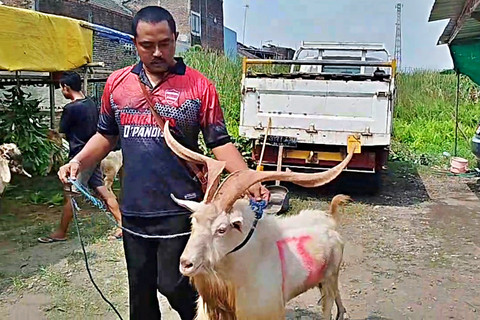 Iswan Joni menunjukkan kambing Sapera yang memiliki tanduk mirip rusa. Foto: Dok. Istimewa