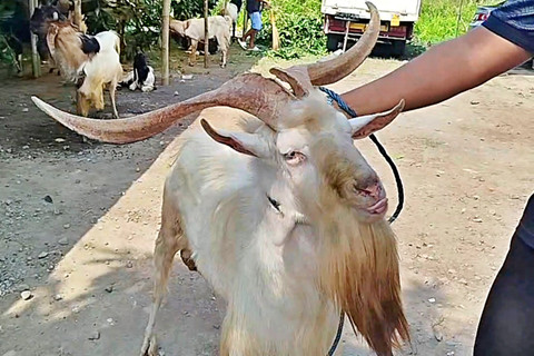 Iswan Joni menunjukkan kambing Sapera yang memiliki tanduk mirip rusa. Foto: Dok. Istimewa