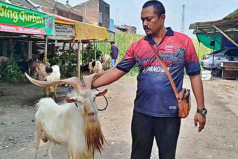Iswan Joni menunjukkan kambing Sapera yang memiliki tanduk mirip rusa. Foto: Dok. Istimewa
