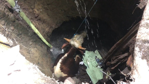 Seekor sapi tercebur ke septic tank saat akan diserahkan ke pembeli di Mojokerto, Selasa (26/5/2026). Foto: kumparan