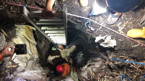 Seekor sapi tercebur ke septic tank saat akan diserahkan ke pembeli di Mojokerto, Selasa (26/5/2026). Foto: kumparan