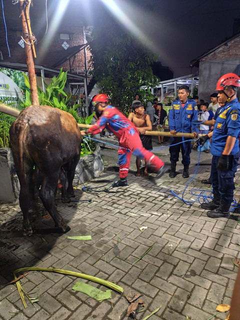 Damkar Kota Semarang saat mengevakuasi sapi kurban yang nyemplung ke dalam parit.  Foto: Dok. Damkar Semarang