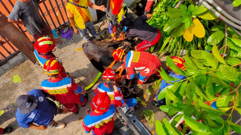 Sapi jatuh ke gorong-gorong ketika ingin dipotong di Jalan Pulomas, Pulo Gadung, Jakarta Timur, Rabu (27/5/2026). Foto: Dok. Damkar Jakarta Timur