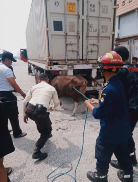 Sapi kabur di Kelurahan Tanah Tinggi, Kota Tangerang, Rabu (27/5/2026). Foto: Dok. Istimewa