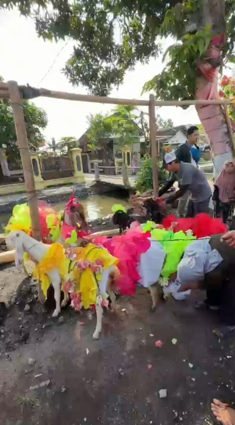 Warga Desa Labruk Kidul, Kecamatan Sumbersuko, Kabupaten Lumajang, saat melaksanakan tradisi rias kambing dan keliling kampung sebelum disembelih. Foto: Dok. Istimewa
