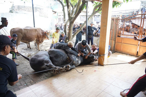 Sapi bernama Sambo, yang merupakan sapi kurban dengan berat 1,1 ton, sumbangan dari Presiden Prabowo Subianto. Foto: Dok. Istimewa