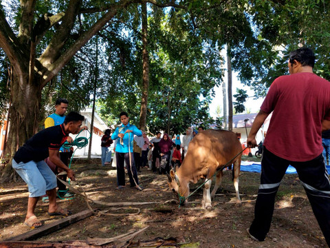 Kemensos menyalurkan 295 ekor hewan kurban pada Idul Adha 1447 H, Rabu (27/5/2026). Foto: Kemensos RI