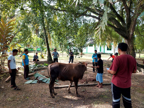 Kemensos menyalurkan 295 ekor hewan kurban pada Idul Adha 1447 H, Rabu (27/5/2026). Foto: Kemensos RI