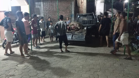 Hewan kerbau dilumpuhkan anggota kepolisian. Foto: Dok. Polres Kudus