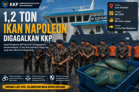 Ilustrasi penangkapan kapal ikan pembawa ikan Napoleon oleh KKP (Foto: Moh Nur Nawawi)