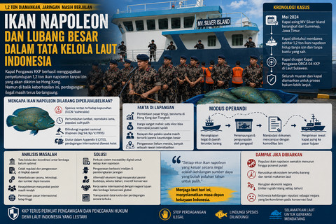 Ilustrasi perdagangan ilegal ikan napoleon (Foto: Moh Nur Nawawi)