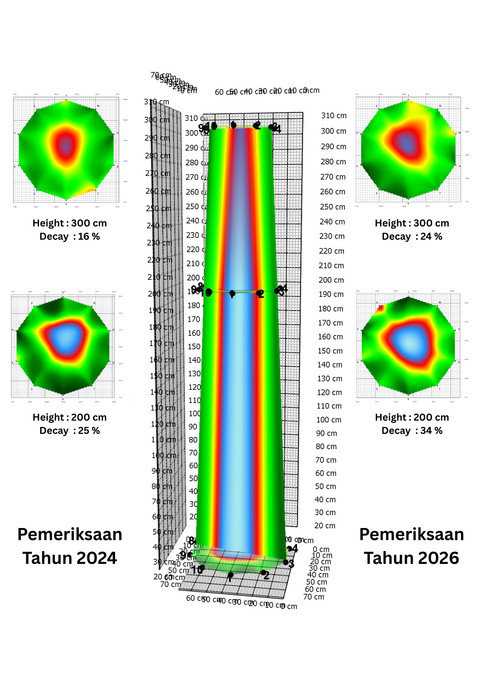 Perbandingan Hasil Pemeriksaan Arborsonic 3D pada Pohon Kenanga (Cananga odorata) yang dilakukan pada Tahun 2026 & 2024, Foto : Tomogram dari Software Arborsonic 3D