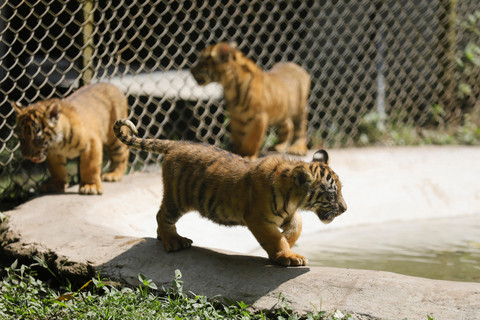 Anak harimau sumatera (Panthera tigris sumatrae) yang terancam punah berusia dua bulan bermain saat debut di Taman Safari Indonesia Prigen di Pasuruan, Senin (8/6/2026). Foto: Dipta Wahyu/REUTERS