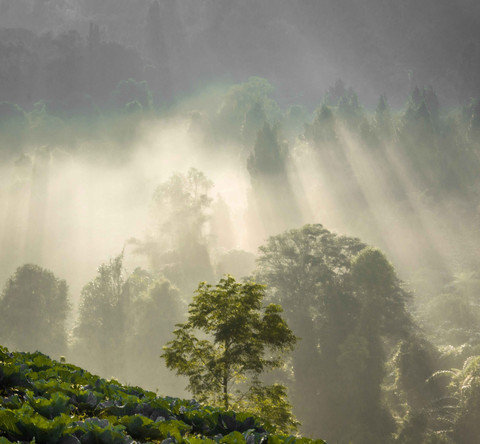 Ilustrasi gunung tertutup kabut tebal. Foto: Pexels