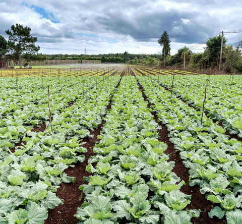 Ilustrasi hamparan kebun sayur hijau. Foto: Pexels