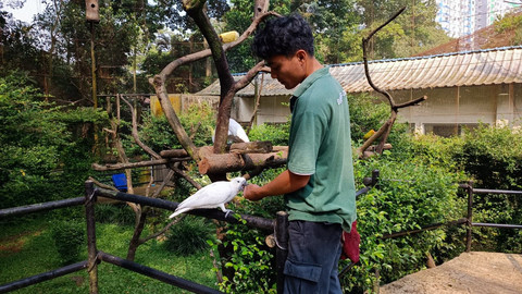 Seorang pekerja saat melakukan perawatan hewan di Bandung Zoo, Jawa Barat pada Jumat (12/6). Foto: Abisatya Ramdhani/kumparan