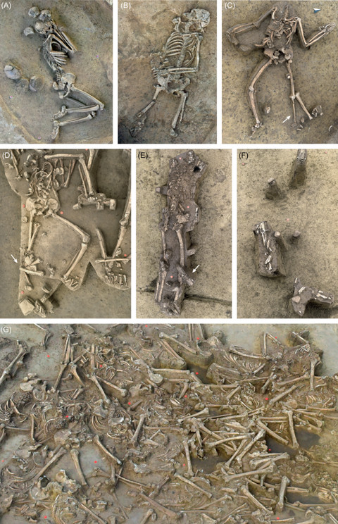 Penampakan kerangka manusia tanpa kepala yang ditemukan di sebuah parit di Slovakia. Foto: Cambridge University/K. Fuchs, T. Kühl, N. Müller-Scheeßel