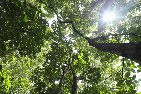 Kanopi Camptostemon philippinensis di Kalimantan Timur. Foto: Dokumentasi pribadi peneliti BRIN, Istiana Prihatini (foto telah mendapatkan izin dari yang bersangkutan yang merupakan pembimbing S3 penulis)
