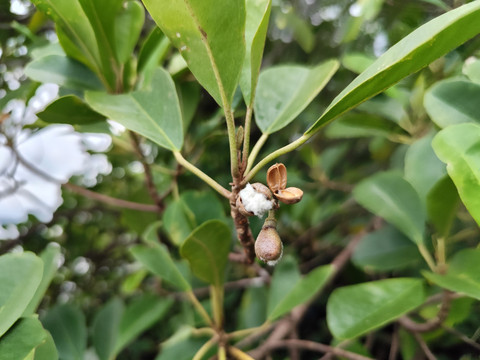 Buah Camptostemon philippinensis yang telah pecah. Foto: Dokumentasi pribadi peneliti BRIN, Istiana Prihatini (foto telah mendapatkan izin dari yang bersangkutan yang merupakan pembimbing S3 penulis)
