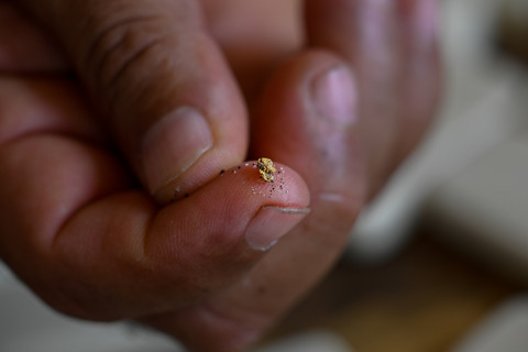 Seorang pria menunjukkan sepotong kecil emas yang diekstraksi di tambang emas tradisional di Las Brisas de Cuyuni, dekat kota Las Claritas di negara bagian Bolivar, Venezuela, pada Kamis (11/6/2026). Foto: Federico Parra/AFP