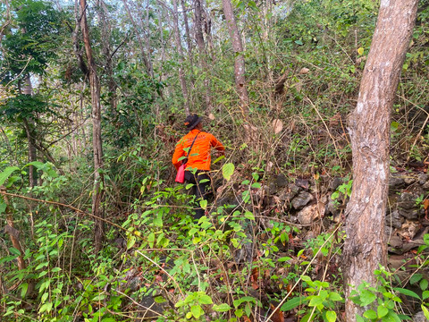 Seorang kakek bernama Mbah Kliwon (80 tahun) warga Girisuko, Kapanewon Panggang, Kabupaten Gunungkidul hilang di kawasan Hutan Sanglor 1 berhasil ditemukan SAR Gabungan, Sabtu (13/6/2026). Foto: Dok. Basarnas Yogyakarta