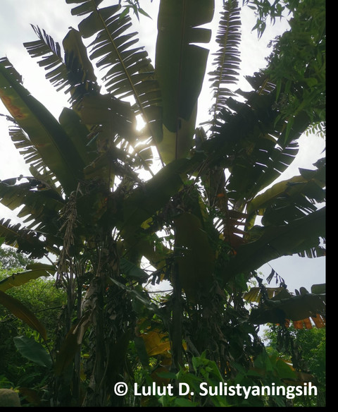 Musa acuminata var. zebrina (difoto oleh Lulut D. Sulistyaningsih).