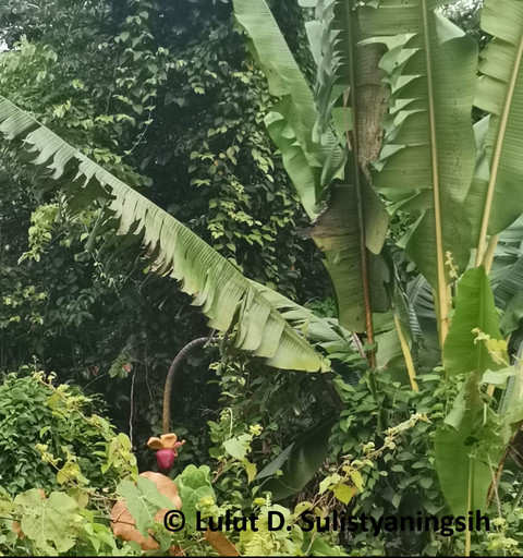 Perawakan Musa borneensis (difoto oleh Lulut D. Sulistyaningsih).