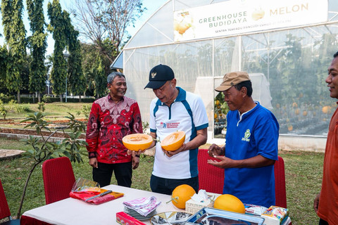 Wamensos Agus Jabo saat panen hasil budidaya melon di Sentra Terpadu Pangudi Luhur (STPL) Bekasi, Sabtu (13/6/2026). Foto: Dok. Kemensos