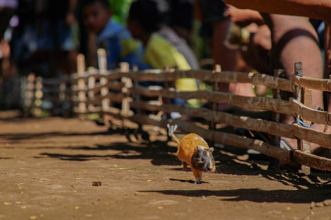 Seekor marmot berlari saat diikutsertakan dalam tradisi Karapan Marmot di Kecamatan Klakah, Lumajang, Jawa Timur, Minggu (14/6/2026). Foto: Irfan Sumanjaya/ANTARA FOTO