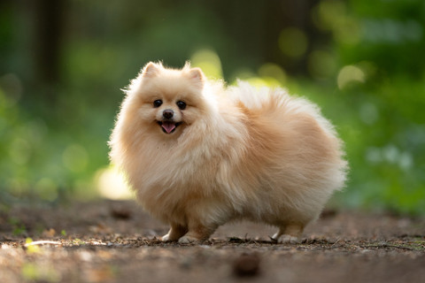 Ilustrasi anjing pomeranian. Foto: Liudmila Bohush/Shutterstock