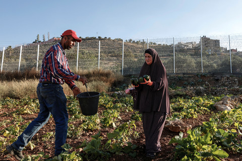 Petani Palestina berusia 37 tahun, Waleed Fuqaha, bekerja bersama ibunya di lahan pertanian keluarga di kota Sinjil, utara Ramallah di Tepi Barat Palestina yang diduduki Israel, Senin (15/6/2026). Foto: Zain Jaafar/AFP