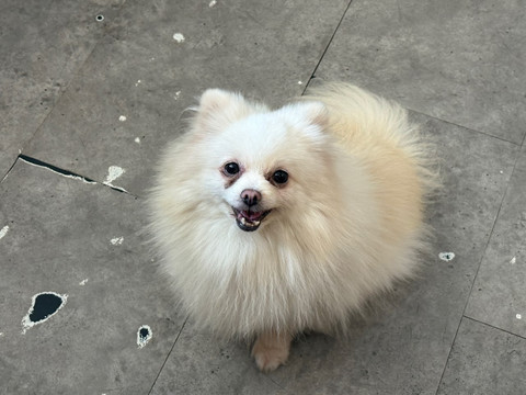 Anjing pudel bernama Sisi milik Dogs Minsitry yang menjadi korban pelecehan di kawasan Penjaringan, Jakarta Utara, Selasa (16/6/2026). Foto: Ryan Iqbal/kumparan