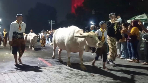 Arak-arakan kirab 1 Suro di Keraton Solo, 14 pusaka dan 3 Kebo Bule. Foto: kumparan