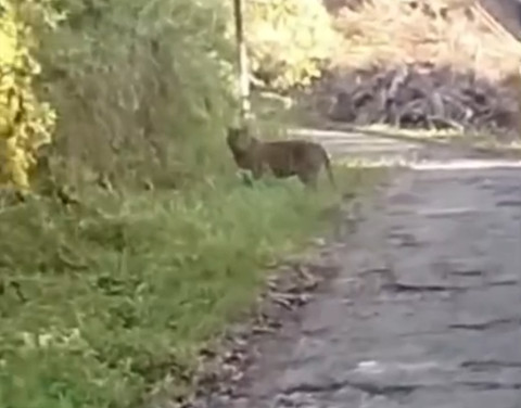 Penampakan harimau yang terekam warga. Dok Istimewa