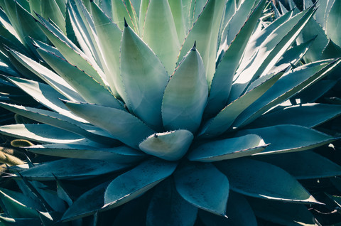 Sumber : Photo by Sonny Sixteen: https://www.pexels.com/photo/close-up-of-a-succulent-plant-11202880/