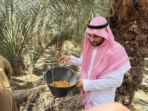 Kebun kurma Abdurrahman bin Auf di Madinah. Foto: Dok. MCH 2026